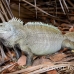 iguana_rock_lwc_provo_h_0056_tci0056.jpg